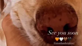 Alexis Sánchez se inspiró en sus perros para un nuevo día de concentración en La Roja