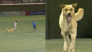 Como un defensa más: Un perro entró a la cancha en plena contra de Copiapó ante Huachipato
