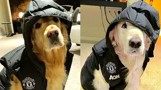 La “casa temporal” de Atom y Humber, los perros de Alexis Sánchez en Manchester