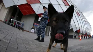 Denunciaron masiva matanza de perros callejeros en Rusia debido al Mundial 2018