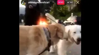 Alexis sacó a pasear a sus perros Atom y Humber con las correspondientes medidas sanitarias